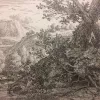 "Gekruiste bomen met ontblote wortels" 