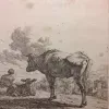 Stier en Kalf met veehoeder