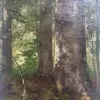 Bosgezicht (2)